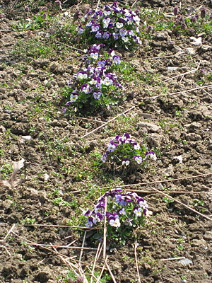 pansy unmulched